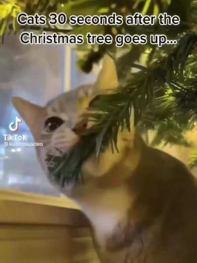 🐱🎄🌲✨