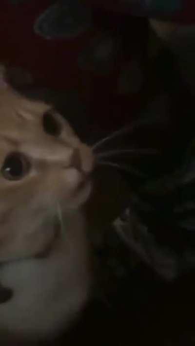 sIcK fUcKiNg OwNeRs PoIsOn ThEiR cAtTo