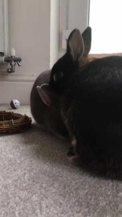 When your ears are too short to lick yourself and you need a little help from your lady love 💕