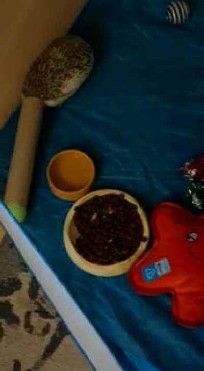 Lil' Ralphie playing with his favourite toy