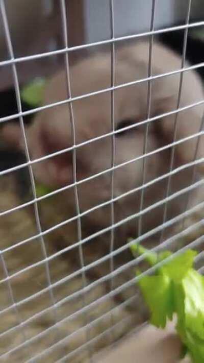 My new phone has an ASMR setting, so I figured I'd try it out on nugget! Enjoy!