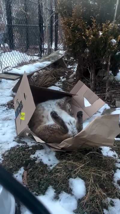 Lynx love boxes too