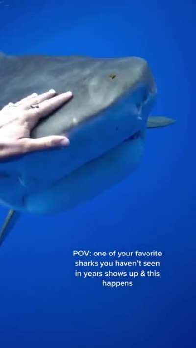 this diver has a shark as a pet