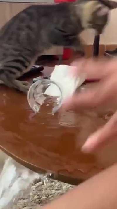 Just a cat being a cat..