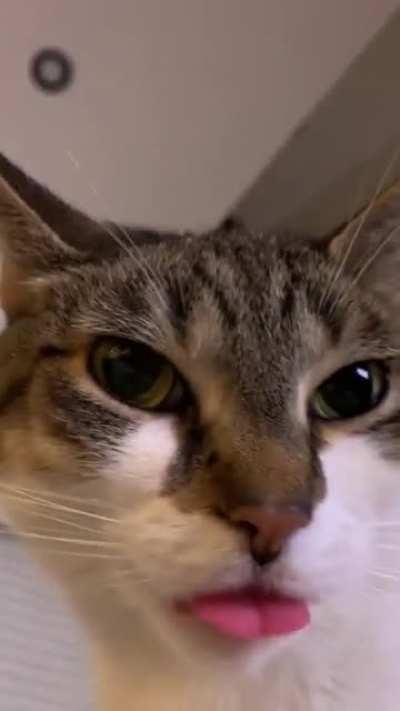 When the biscuits are too good