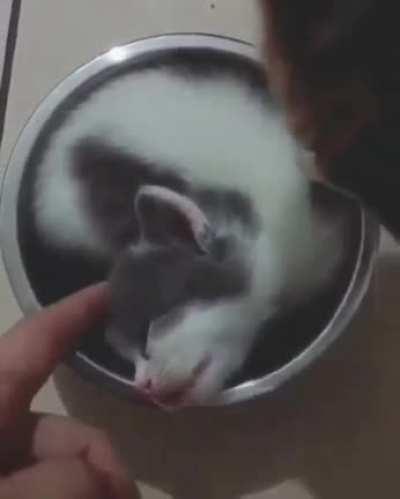Illegally microwaved kitty