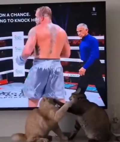 Kitty see, kitty do ...