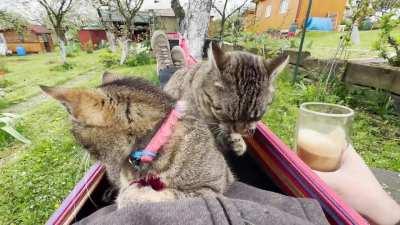 to all Cat owners, does it get any better than this or is this the peak of existence for us?