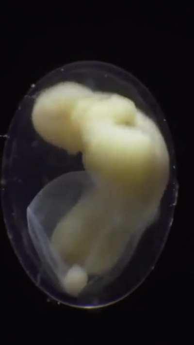 🔥 Incredible timelapse of a Salamander embryo develop from a single cell 🔥