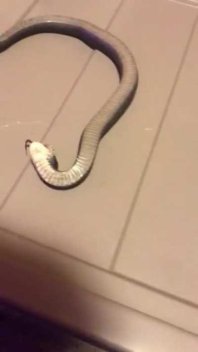 Cute snake playing dead