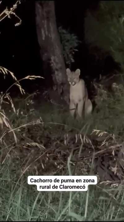 Apareció un cachorrito de puma en Provincia de Buenos Aires y posó para la foto