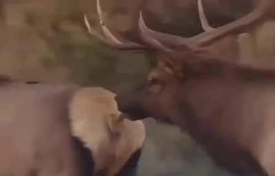 Когда лизнул не там.