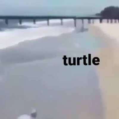 turtle moment