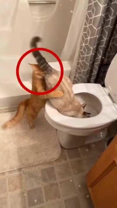 never adopt cats from ohio y'all 💀