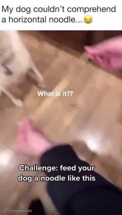 Dog VS Horizontal Noodle