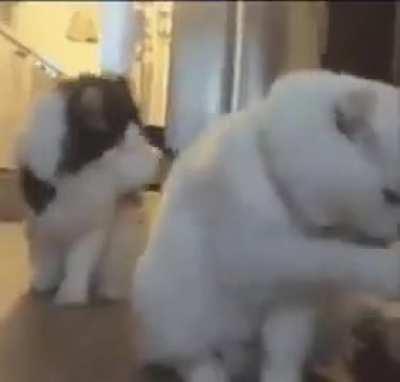 When they hear the can opener.🔊