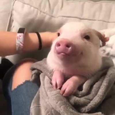 Brushybrushy for little piggy