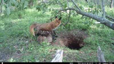 Captured this video of Saffron, Paprika's mate, coming home to some hungry hungry kittos!