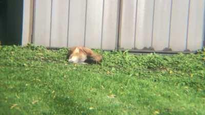 Little fox enjoying one of the last warm days of the summer (Chicago suburbs)