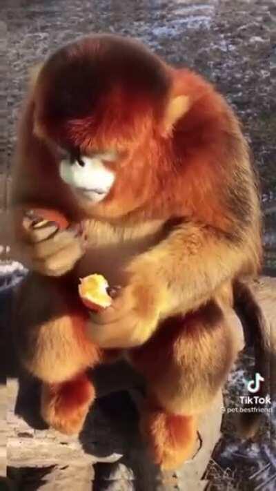 Golden snub nosed monkey