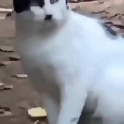 Hitler, Cat 😎👌