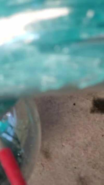 Blueberry i love cut