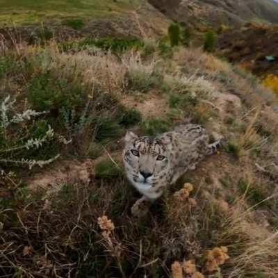 Face to face with the ghost of the mountains