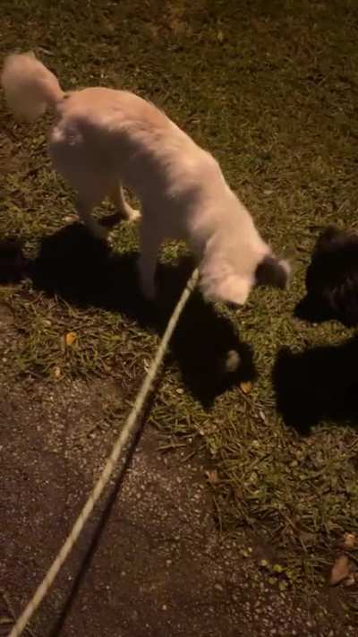 Aussies playing with a toad