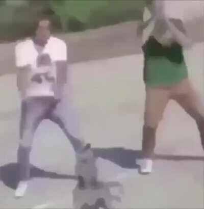 Cat hittin da whip 😳😳