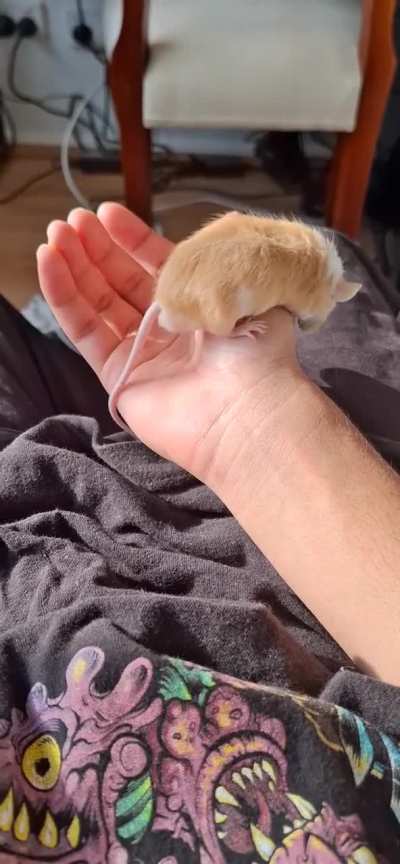 His name is Hello I like him so much