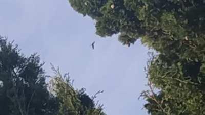 se me subió un perro encima