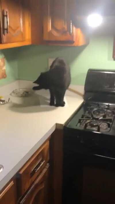 My cat takes a fat dump on my dad’s paperwork