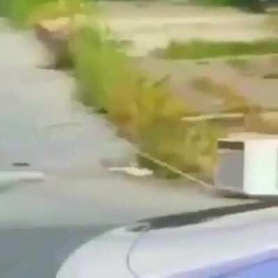 Muito fofo esse animalzinho kkkk