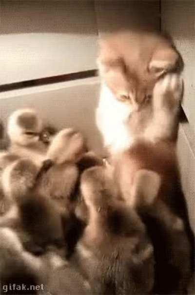 Kitten surrounded by a swarm of ducklings