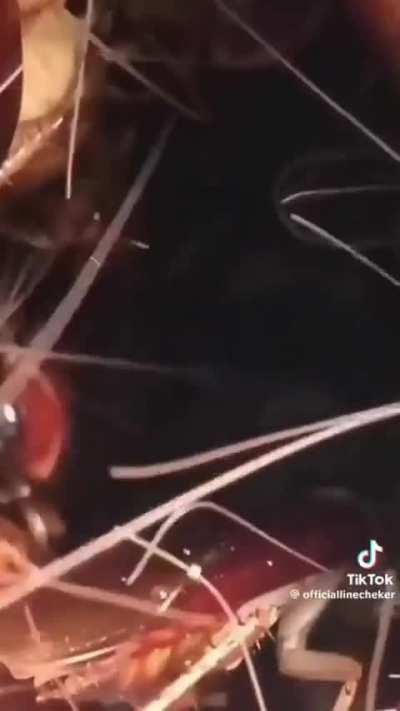 Video gave me chicken skin Eddie