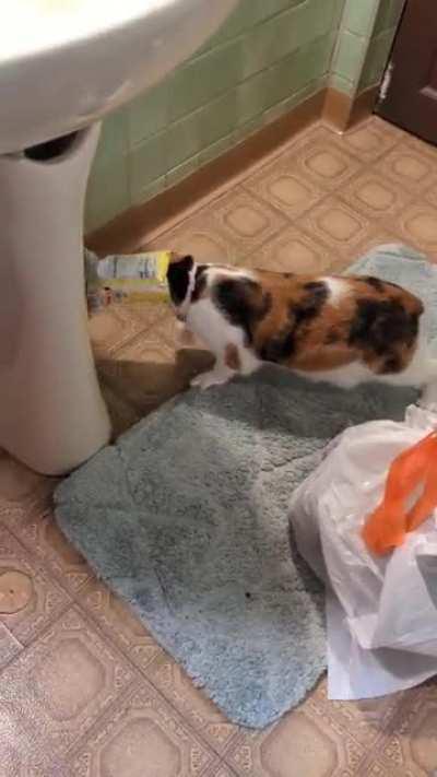 trash goblin Leela decided to eat the crumbs out of a bag of chips...