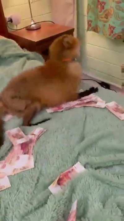 Yay Foxxo is rolling in the dough!