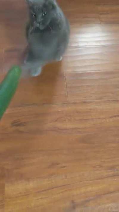 Cat defends herself from cucumber