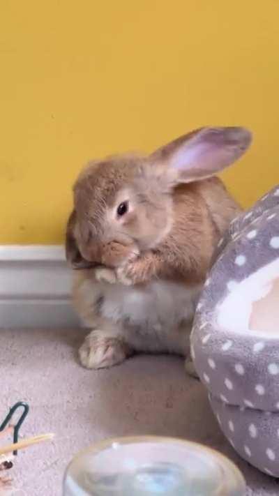 Caught trying to take a cute video of Benny washingâ¦ he was not impressed! ð°ð¡