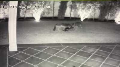 A pair of coyotes dispatch a cat