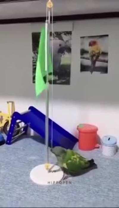 There's no way this bird is real