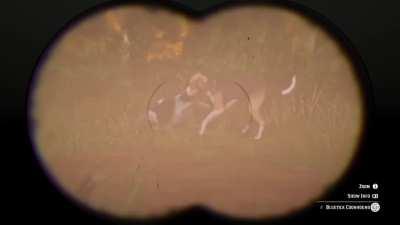 Watching dogs play warms my heart