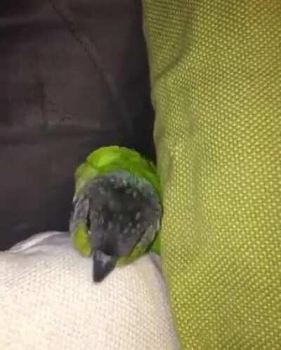 ANGYBIRB