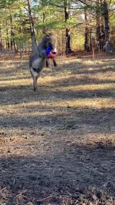 While donkeys may have a notorious reputation for being stubborn, they are actually quite fearless dealing with predators as well as intelligent, playful and curious. When this donkey in Arkansas received presents a few days ago, his owner reported he 