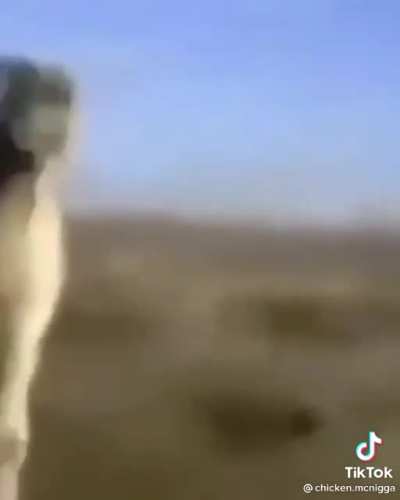 Arabian camel