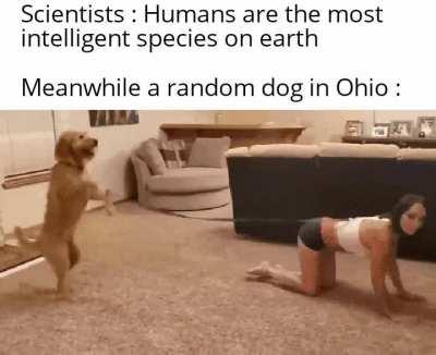 Dog rules that house