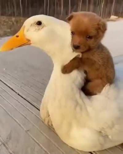 Adorable Goose and dog together .