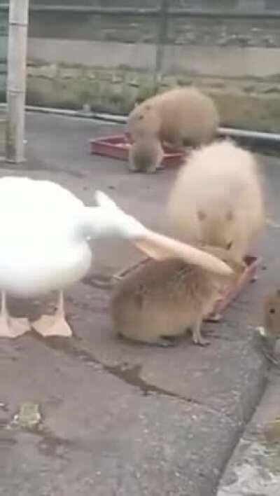 I couldn't help it cos I was hunger