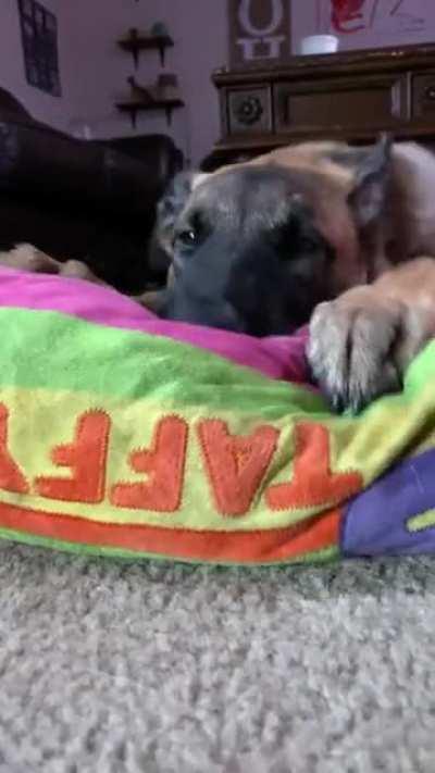 Dog thinks it's a cat making biscuits