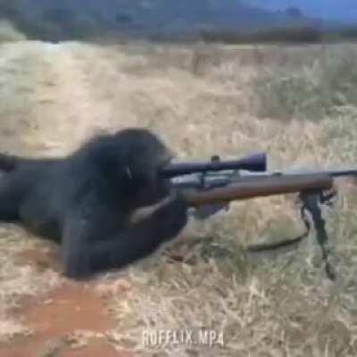 Godzilla vs kong 😂😂😂